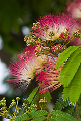Image showing Flowering acacia
