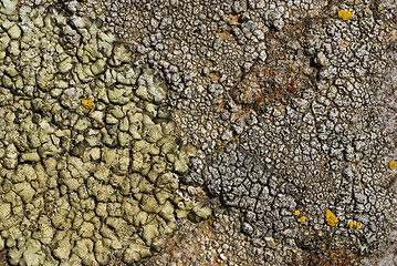 Image showing Lichens on a stone