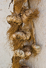 Image showing Bunch of garlic