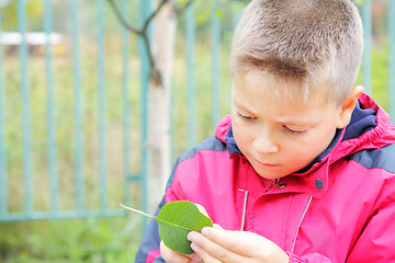 Image showing Boy examining leaf