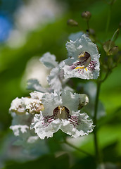 Image showing Flowers of Catalpa