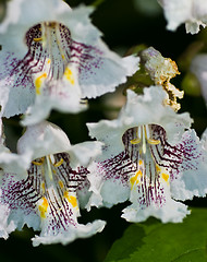 Image showing Flowers of Catalpa