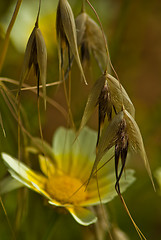 Image showing Flowering grass