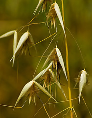 Image showing Flowering grass