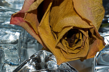 Image showing Dried rose