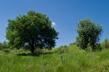 Image showing Olive tree