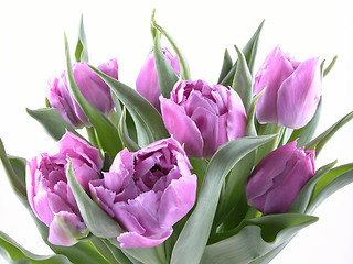 Image showing tulips