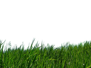 Image showing Green grass 