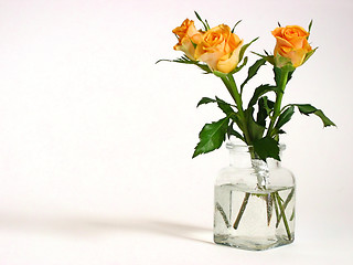 Image showing yellow roses 