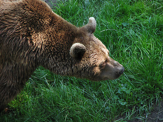 Image showing Brown Bear