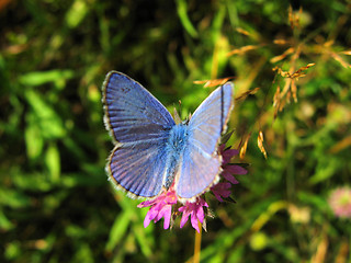 Image showing blue butterfly (Polyommatus icarus) 