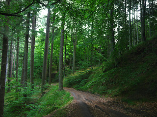 Image showing Green forest road background detail 