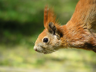 Image showing squirrel 