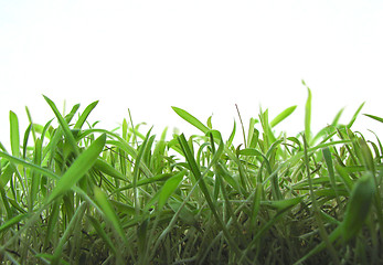 Image showing green grass 