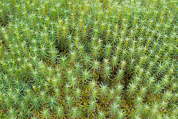 Image showing Green Moss Background (Polytrichum commune) 