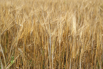 Image showing Ripe Golden Barley Field