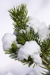 Image showing Frost on Pine