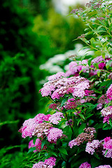 Image showing pink flowers