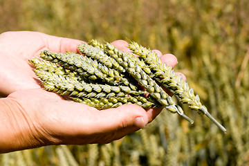 Image showing wheat ears