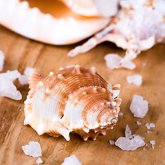 Image showing seashells and salt