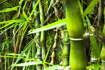 Image showing Asian Bamboo forest