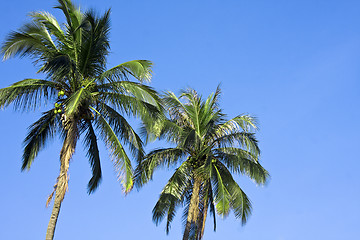 Image showing coconut palm