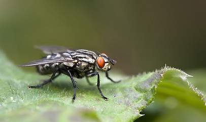 Image showing fly