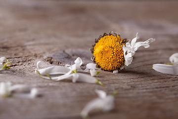 Image showing withered daisy flower