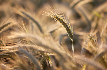 Image showing Fields of Wheat in Summer