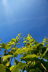 Image showing Vineyard in Southwest Germany