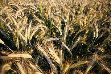 Image showing Fields of Wheat in Summer