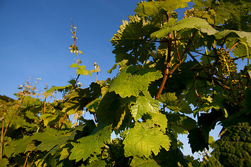 Image showing Vineyard in Southwest Germany