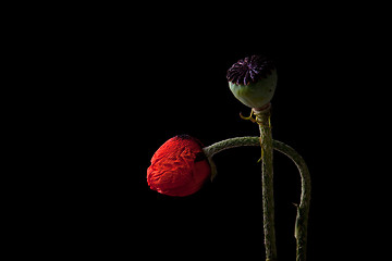 Image showing Poppy with dew