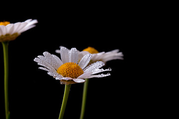 Image showing Daisy Flowers with Dewdrops