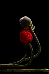 Image showing Poppy with dew