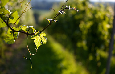 Image showing Vineyard in Southwest Germany