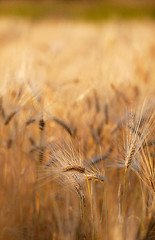 Image showing Fields of Wheat in Summer