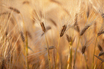 Image showing Fields of Wheat in Summer