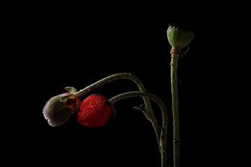 Image showing Poppy with dew