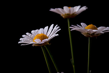 Image showing Daisy Flowers with Dewdrops