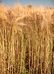 Image showing Fields of Wheat in Summer