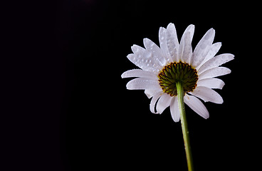 Image showing Daisy Flowers with Dewdrops