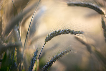 Image showing Fields of Wheat in Summer