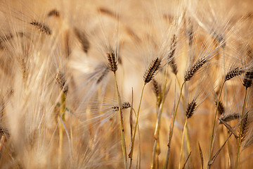 Image showing Fields of Wheat in Summer