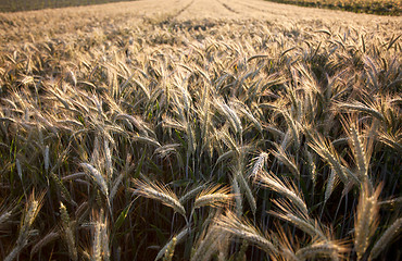 Image showing Fields of Wheat in Summer