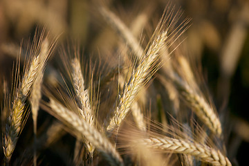 Image showing Fields of Wheat in Summer