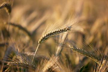 Image showing Fields of Wheat in Summer