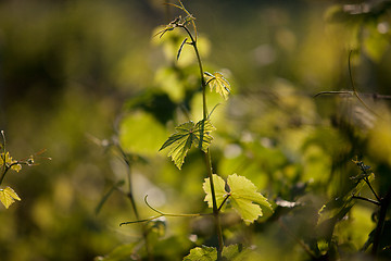 Image showing Vineyard in Southwest Germany