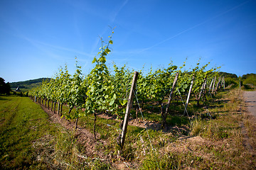 Image showing Vineyard in Southwest Germany