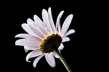 Image showing Daisy Flowers with Dewdrops